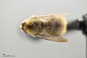 Media type: image;   Entomology 810611 Aspect: habitus dorsal view